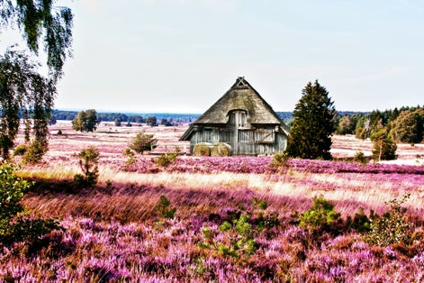 photo of view of traditional Sheepfold in Lueneburg Heath, Germany.