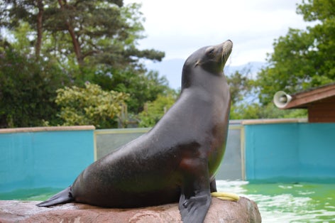 Sea lion at Welsh Mountain Zoo, Wales.