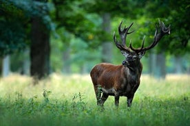 Randonnée en soirée dans le parc national de Tyresta