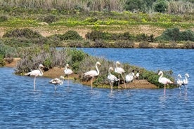 Tour guidato privato in kayak/Birdwatching/Tour naturalistico.