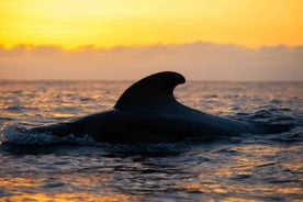 Los Cristianos: Eco Yacht Whale Watching Tour at Sunset