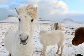 From Reykjavík: Full-day Golden Circle & Horse Riding Tour