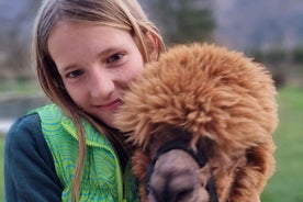 Walking with alpacas - Domačija Loncnar - Bohinj