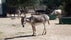 Corfu Donkey Rescue, Δήμος Κέρκυρας, Corfu Regional Unit, Ioanian Islands, Peloponnese, Western Greece and the Ionian, Greece