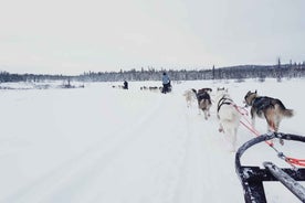 Kiruna: Dogsledding Husky tour with Lunch