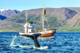 Observação de baleias a bordo de um barco tradicional de carvalho de Árskógssandur