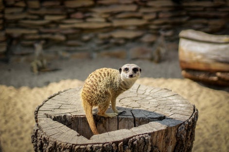 Meerkat on the lookout. Safari zoo borysew.