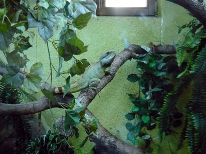Herpetarium w ZOO Toruń, agama błotna.Poland.