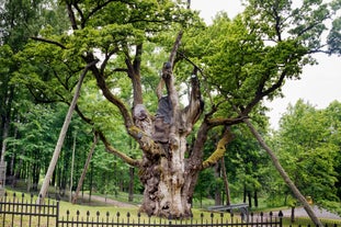 Stelmužė Oak