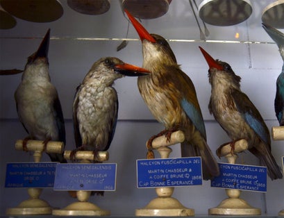 Stuffed birds
