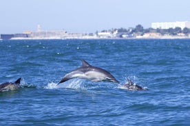 Dolphin Watching in Lisbon