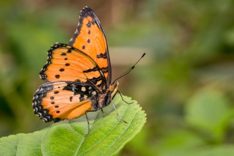 Photo of various species of Butterflies in Stratford Upon Avon Butterfly Farm, UK.