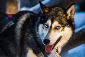 Safari combinado de animales del Ártico, aventura con renos y huskys