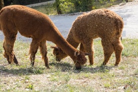 Privatbesuch bei den Tieren des verzauberten Dorfes in Spoleto