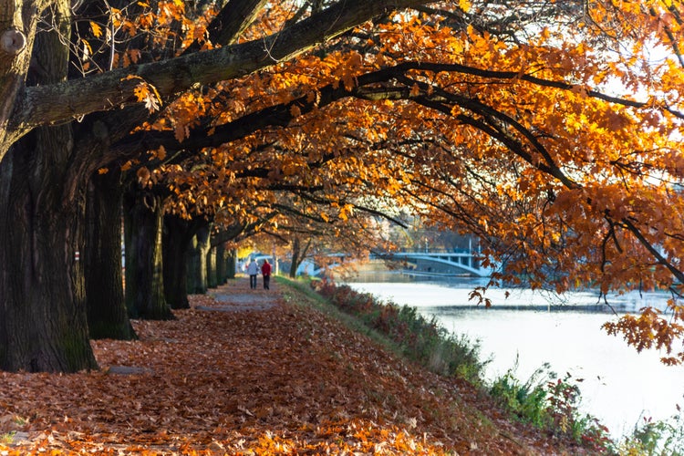 A couple in the background walking along the embankment around the Elbe river in Hradec Králové under the autumn colored leaves of the trees