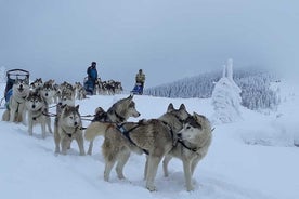 Upplifun af Husky Sleigh Rides