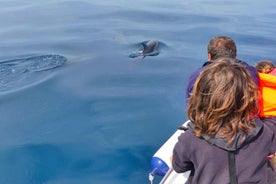 Faro: Dolphin and Wildlife Watching in the Atlantic Ocean