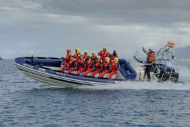 Reykjavík: Hvalaskoðun í Faxaflóa með Sveigjanlegum Miða