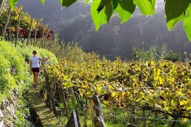 Heldagstur på Madeira med vinsmaking og lunsj