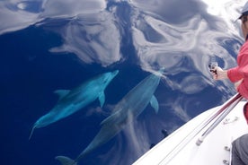 Tour de primavera y otoño: avistamiento de delfines