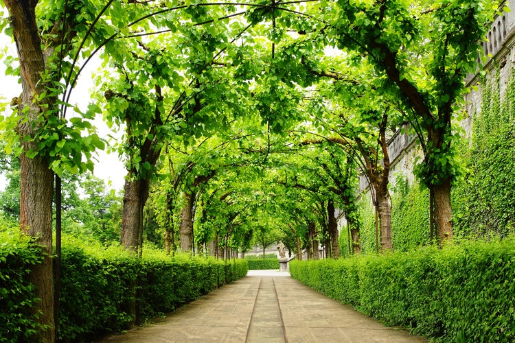 Photo of Landscape with Alley Park in the Wurzburger Residenze.