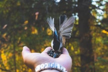 Vogelbeobachtungstouren in Spanien