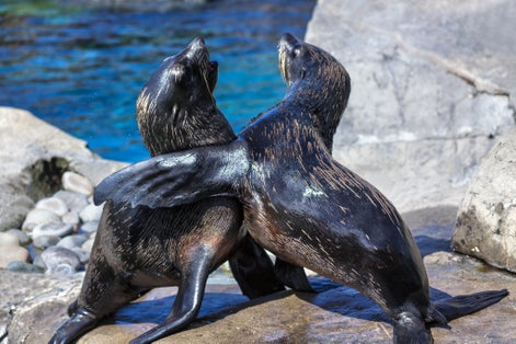 Photo of South American Fur Seals in Bristol Zoo ,UK.