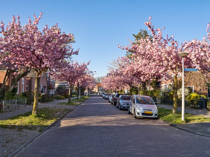 Beautiful Japanese cherry trees in bloom at the Hoge Boekelerweg in Enschede