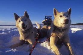 Husky-kelkkailuseikkailu Tromssassa