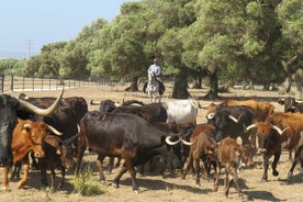 Visitez les chevaux Alvaro Domecq et les taureaux courageux en liberté