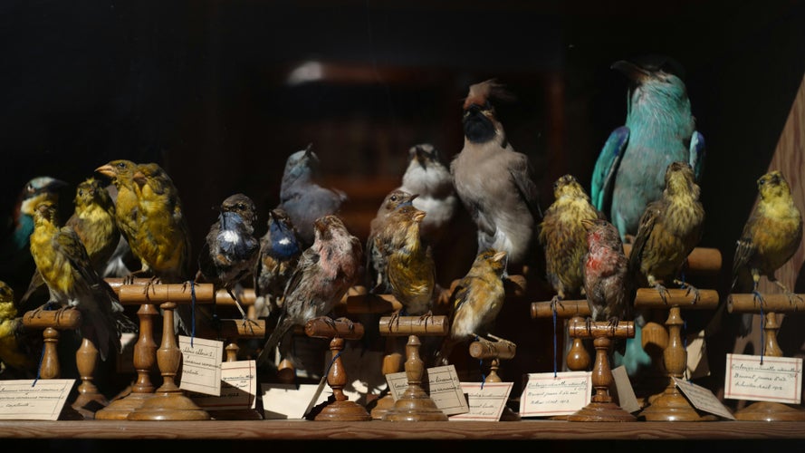 Taxidermy World of Deyrolle.jpg