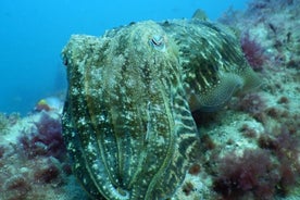 Gran Canaria 3 days / 6 dives in Various Locations 