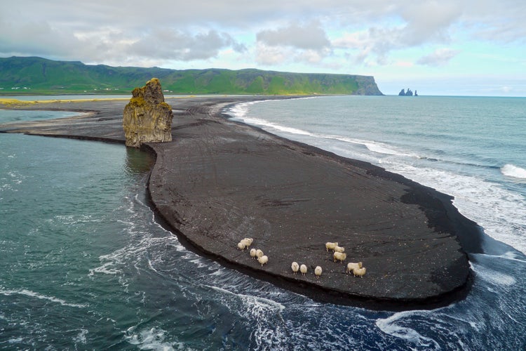 Photo of Vík, Southern Iceland. Some sheep at a volcanic shore with black sands.