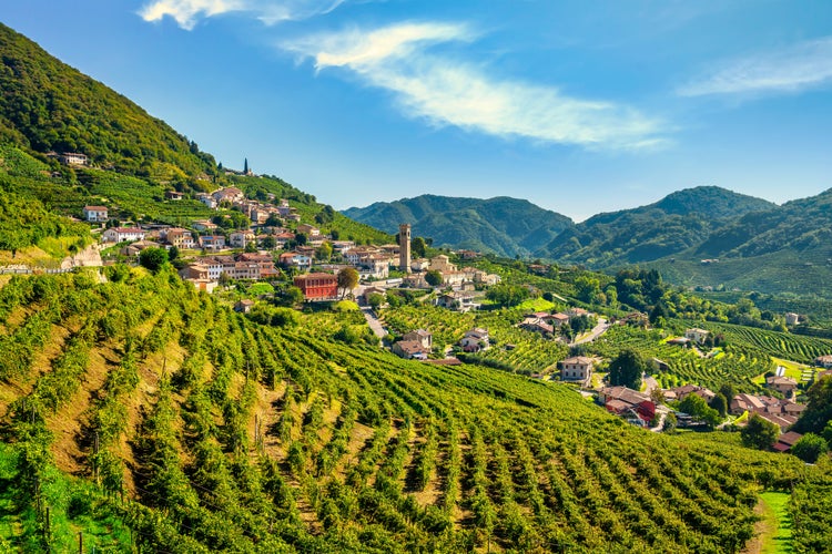 Prosecco White Wine Vineyards , in Prosecco Valley, Vadobbiadene Treviso Italy