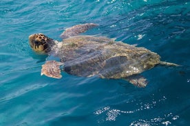 Caretta - Escursione alle tartarughe di Caretta (Gita in barca)