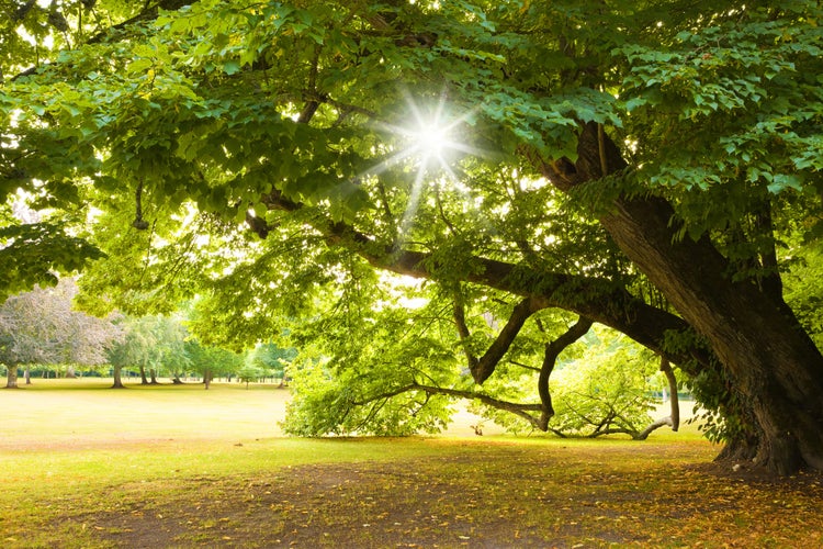 Photo of Centenary linden from Cheverny Chateau gardens. France.