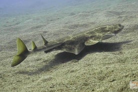 2 Dives, Certified Divers - Tenerife