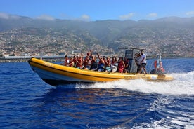 Madeira Dolphin & Whale Watching Tour