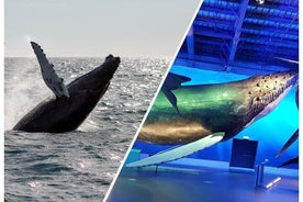 Combo de exhibición de avistamiento de ballenas de lujo y ballenas de Islandia desde Reikiavik