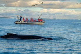 From Reykjavik: Whale and Puffin Watching RIB Boat Tour