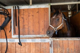 Randonnée à cheval avec pique-nique toscan dans le Val d'Orcia et la Valdichiana