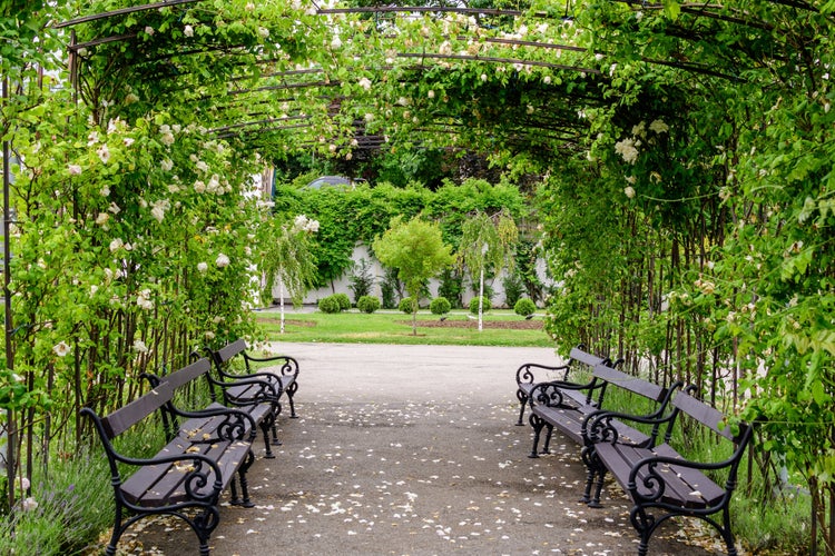 Large arcade with many delicate white roses and green leaves in Parcul Teatrului National (National Theater Park) in Craiova city, Dolj county, Romania, in a sunny summer day