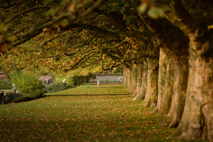 Photo of Autumn plane-tree Park Kasprowicza Szczecin, Poland.