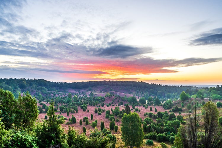 photo of view of Sunrise over Totengrund, a small valley covered with heather and junipers in the nature reserve of Lüneburger Heide.