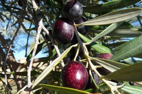 Excursão privada tradicional ao olival e à fazenda de frutas do dragão