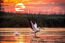 Excursión de un día al delta del Danubio desde Tulcea