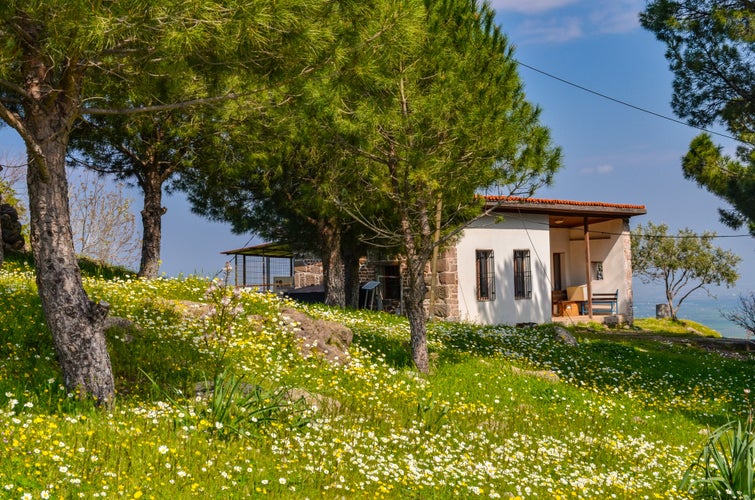 photo of view of pine trees and flower meadow in Pergamon acropolis (Bergama, Izmir province, Turkiye)