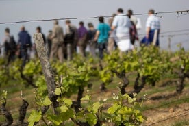 Ferð um víngarð, víngerð og kjallara með vínsmökkun í Vouvray, Loire-dalnum