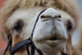 Skip the Line: Camel Park Tenerife Ticket