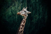 Safari-Tagestouren in Kusadasi, in der Türkei